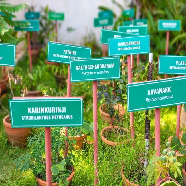 ayurveda garden new